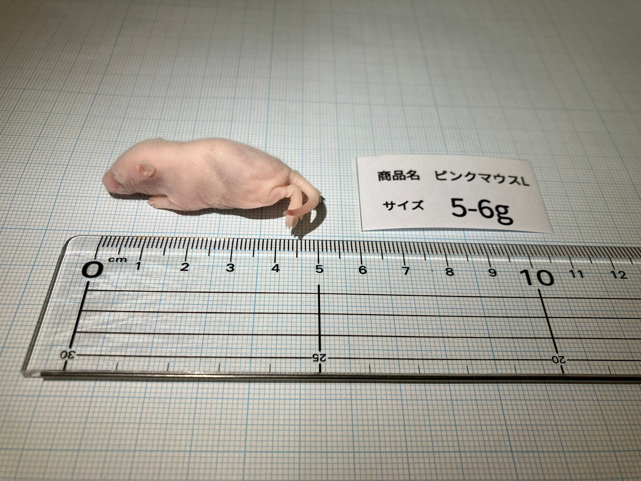 マウスパークオンライン・オンラインショップ｜冷凍マウス
