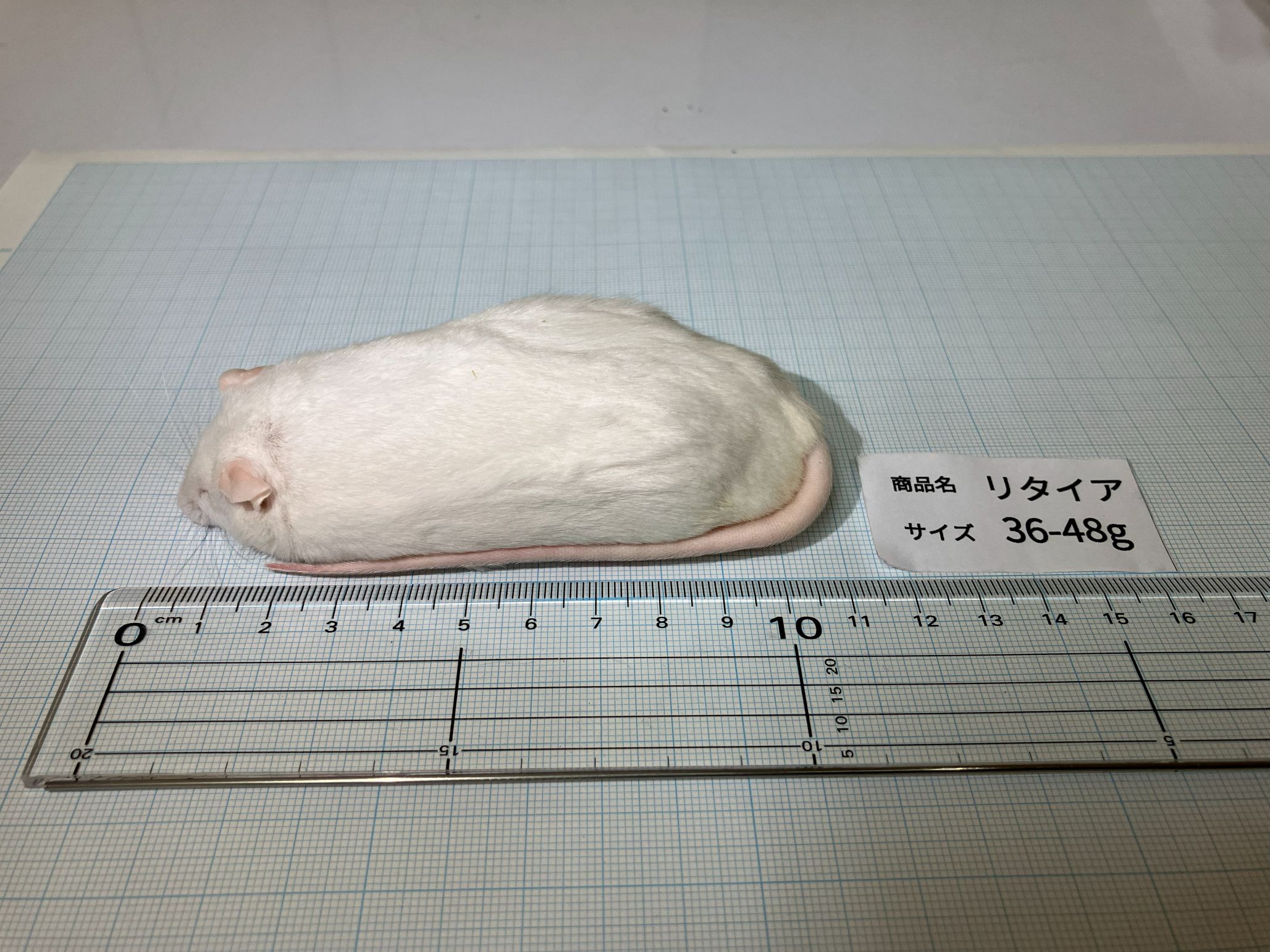 マウスパークオンライン・オンラインショップ｜冷凍マウス